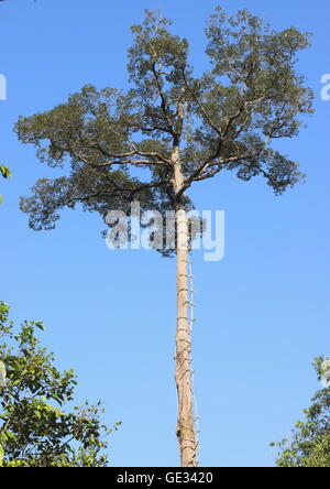 A tualang tree, also known as koompassia excelsa, with man-made ladder to the top for collection of honey. Stock Photo