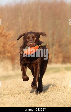 Labrador Retriever retrieves dymmy Stock Photo