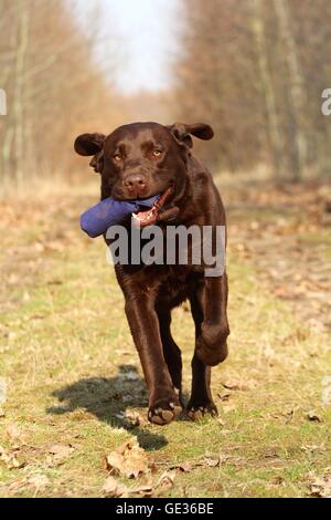 Labrador Retriever retrieves dymmy Stock Photo
