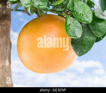 Big ripe grapefruit on the tree. Blue sky background. Stock Photo