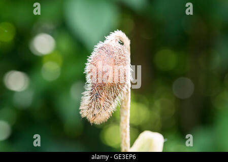 Closeup of a poppy seed bud Stock Photo