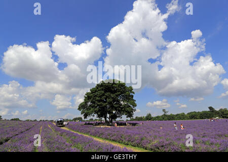 Banstead, Surrey, UK. 23rd July 2016.  The lavender fields are now at their peak near Banstead, Surrey, creating a fragrant field of purple flowers reminiscent of the Provence countryside. Credit:  Julia Gavin UK/Alamy Live News Stock Photo