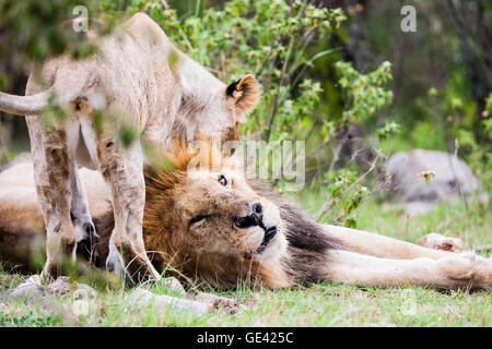 Masai Mara, Kenya. A lioness and a lion (panthera leo nubica) interact on the ground in Kenya's Masai Mara.