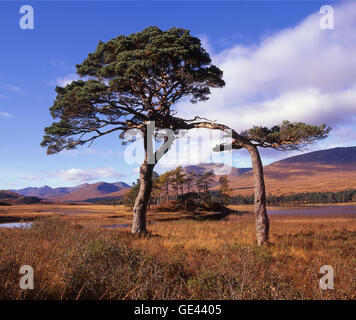 Scots Pines on the shore of Loch Tulla, Blackmount, Highlands Stock Photo