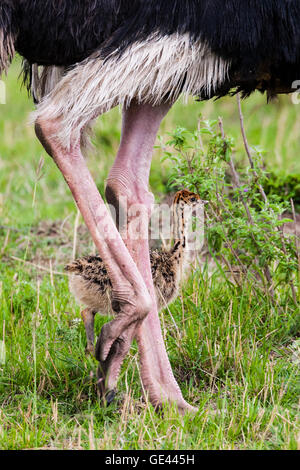 Masai Mara, Kenya. An ostrich chick (Struthio camelus) walks in the shadow of its mother's legs. Stock Photo