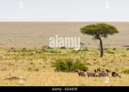 Masai Mara, Kenya. Pack of hyenas in habitat. Stock Photo