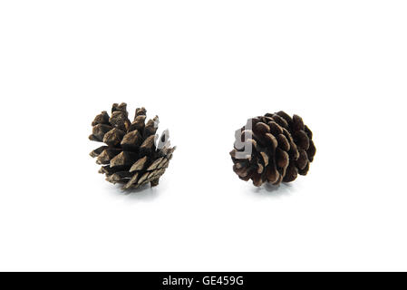 brown pine cone isolated on white background Stock Photo