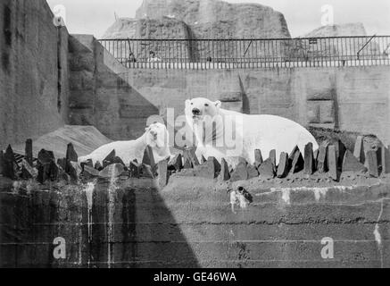 A polar bear at London Zoo Stock Photo - Alamy