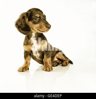 Dachshund Puppy sitting on reflective white acrylic 3/4 profile. Stock Photo