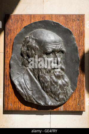 A plaque sculptured into the bust of famous naturalist and biologist Charles Darwin on display at Christ’s College in Cambridge Stock Photo