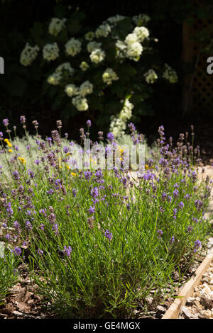Lavender growing along a path, with Hydrangea quercifolia, the oakleaf hydrangea behind in part shade. Stock Photo