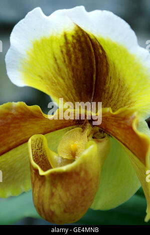 Paphiopedilum insigne var. Sanderae orchid from India. Montreal Botanical Gardens – Quebec. Stock Photo