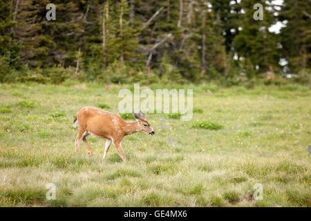 Deer grazes in the meadow.