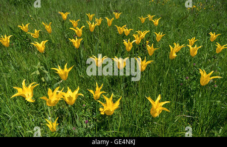 Yellow lily-flowered tulips Stock Photo
