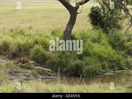 Mating pair of lions resting in shade of tree by stream, Masai Mara, Kenya Stock Photo