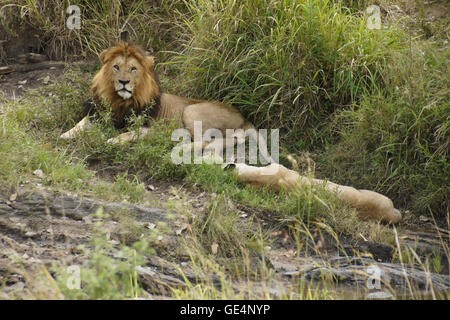 Mating pair of lions resting by water, Masai Mara, Kenya Stock Photo