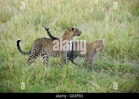 Female leopard and cub walking in long grass, Masai Mara, Kenya Stock Photo