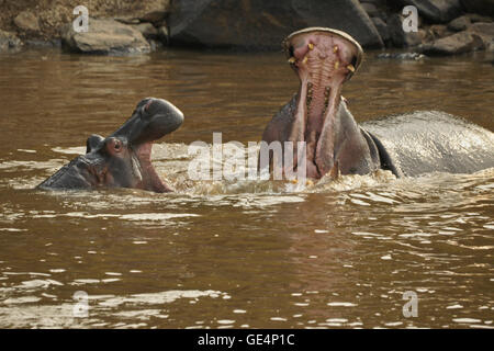 Hippos play-fighting in Mara River, Masai Mara, Kenya Stock Photo