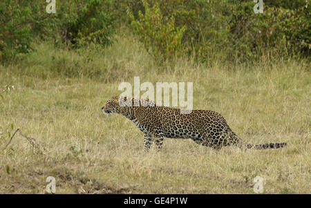 African leopard stalking prey, Masai Mara, Kenya Stock Photo