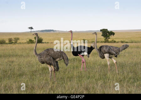 Masai ostriches (one male, two females), Masai Mara, Kenya Stock Photo