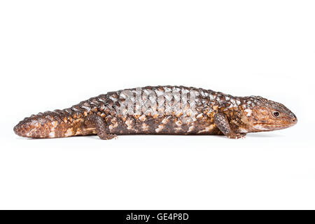 Shingleback Lizard isolated on white Stock Photo