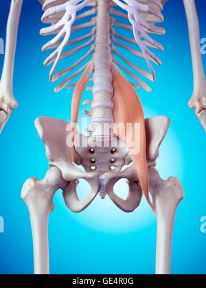 Human pelvic muscles, illustration Stock Photo: 111973249 - Alamy