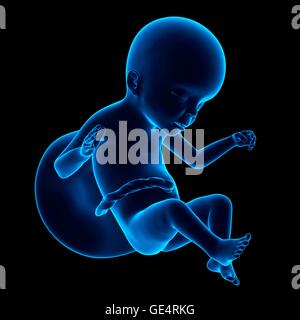 Human fetus age 23 weeks, illustration. Stock Photo