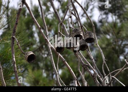 Nature closeup of the brown bell-shaped gum nuts from a eucalyptus tree in Western Australia. Stock Photo