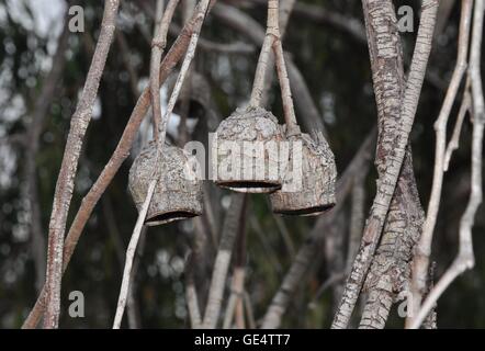 Nature closeup of the brown bell-shaped gum nuts from a eucalyptus tree in Western Australia. Stock Photo