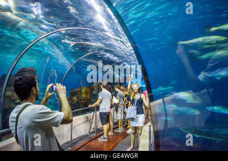 Underwater tunnel in an aquarium, L'Aquarium, Moll D'Espana, Barcelona, Catalonia, Spain Stock Photo
