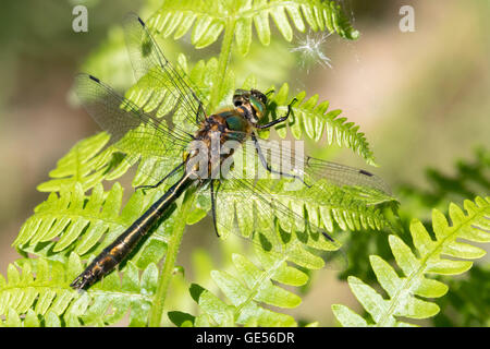 A male Downy Emerald (Cordulia aenea) dragonfly at Wake Valley Pond, Epping Forest Stock Photo