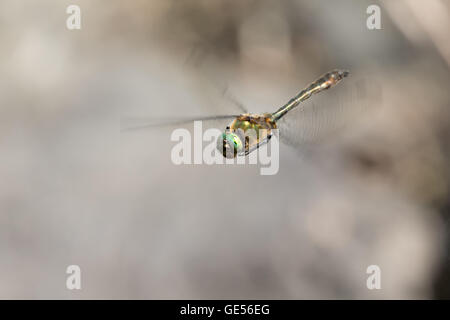 A hovering male Downy Emerald (Cordulia aenea) dragonfly at Wake Valley Pond, Epping Forest Stock Photo