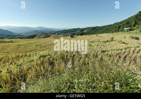 View of rice farm and cloudy blue sky by local people in mountain, northern part of Thailand Stock Photo