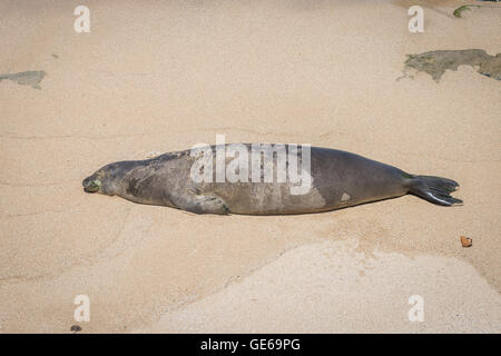Endangered sealion Sleeping on Maui beach Stock Photo