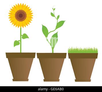 Sunflower, bean, grass in houseplant pots vector background Stock Vector