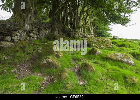 A line of beech trees in a granite wall near the valley of the East Dart River, Dartmoor National Park, Devon, England, UK Stock Photo