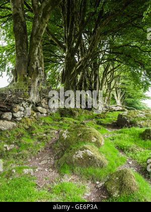 A line of beech trees in a granite wall near the valley of the East Dart River, Dartmoor National Park, Devon, England, UK Stock Photo