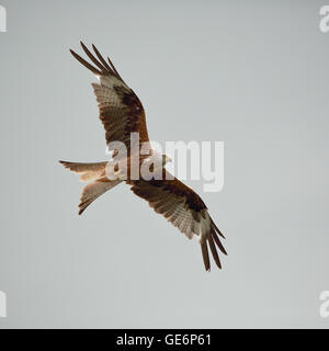 Red Kite in flight against a grey sky Stock Photo
