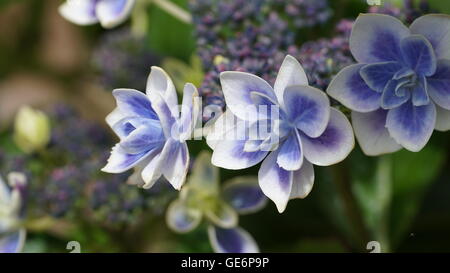 Hydrangea closeup Stock Photo