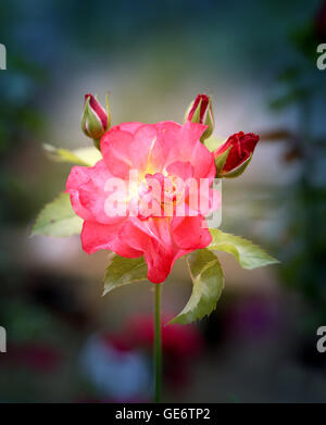 The rose in the garden. A photo of a beautiful pink rose in the garden ...