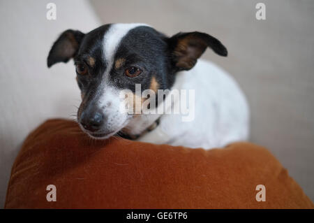 Small Rat Terrier dog lying down on pillow on a sofa Stock Photo