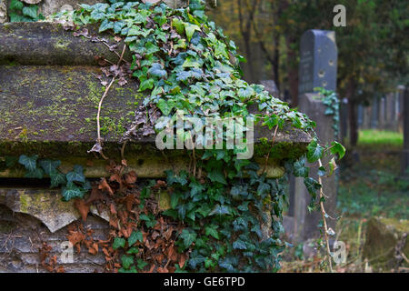 Detail of a tombstone on graveyard covered with ivy Stock Photo