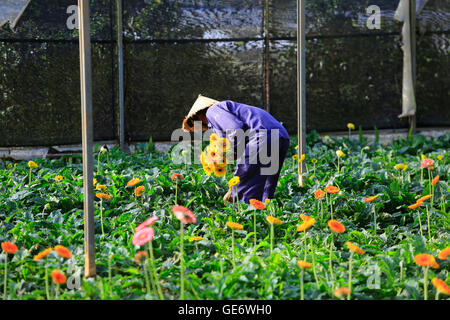 Farmers harvesting gerbera in greenhouse Stock Photo