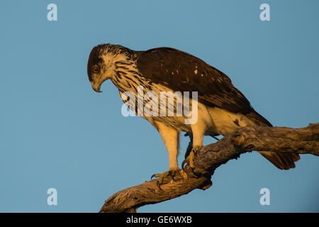 African Hawk Eagle perching on branch Stock Photo