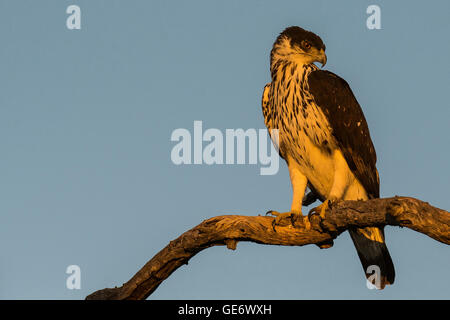 African Hawk Eagle perching on branch Stock Photo