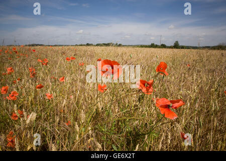 View of poppies in a field near Amboise, France, 26 June 2008.
