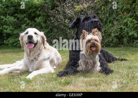 Giant Black Schnauzer, Yorkshire Terrier and Golden Retriever dogs are lying on the lawn. Yorkshire terrier is sitting in front Stock Photo