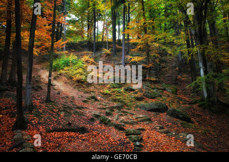 Autumn forest scenery with path going up the mountain slope Stock Photo