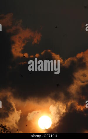 wonderful summer sunset golden sun into heavy stormy clouds and family of swallows in front Stock Photo