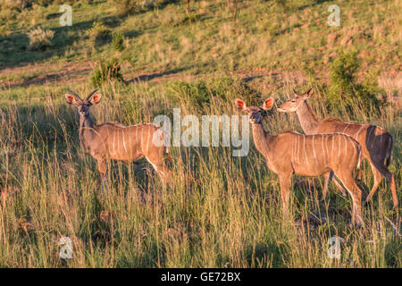 Gazelles in African Safari Stock Photo